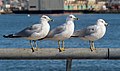 Image 38Three ring-billed gulls in Red Hook