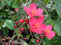 Jatropha integerrima