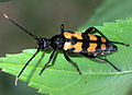 Leptura quadrifasciata Linnaeus, 1758 ♀