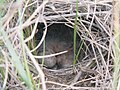 Nest with 2 eggs and 4 recently hatched chicks taken on CFB Suffield.