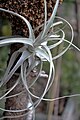 Tillandsia straminea