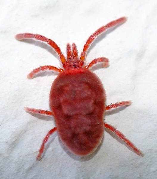 File:Trombidium holosericeum (aka).jpg