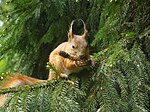 Medan flera arter (som vanlig ekorre, Sciurus vulgaris) lever i träd ...