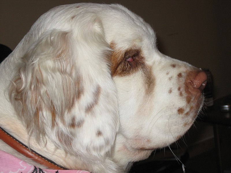 File:Wiki clumber spaniel.jpg