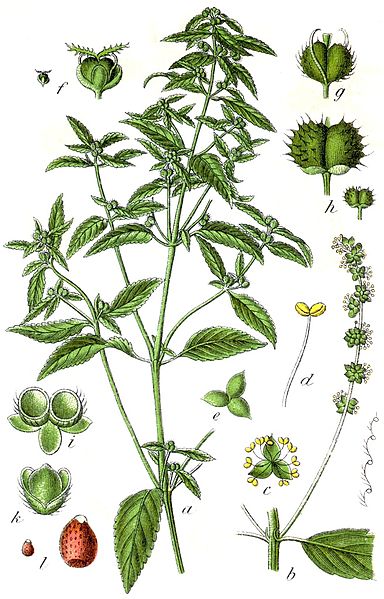 File:Mercurialis annua Sturm36.jpg