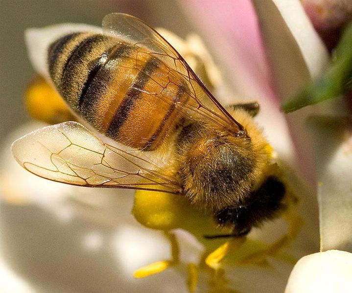 File:Bees-wings.web.jpg