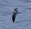 Black-winged petrel