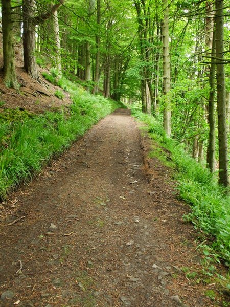 File:Bridleway through the trees - geograph.org.uk - 825687.jpg