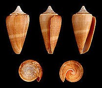 Conus furvus