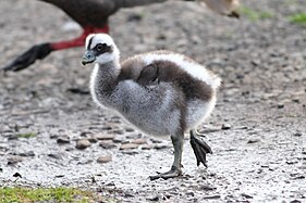 Gosling, Philip Island