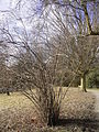 Shrub in winter