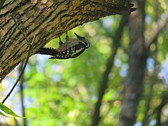 Dendrocopos syriacus Serbia 02.jpg