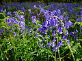 Hyacinthoides non-scripta (Atlant. Hasenglöckchen)