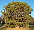 Varijetet "Umbraculifera' "Tanyosho Pine"