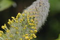 Salix hastata, männliche Kätzchen