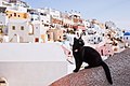 Santorini Cat. Background- view on Firostefani. Santorini island (Thira), Greece