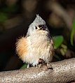 Image 6Tufted titmouse floofed up in Central Park