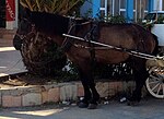 Zakynthos attelé à Alykés, sur l'île de Zante.