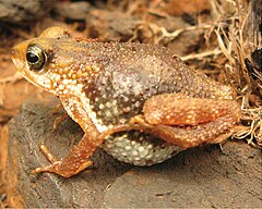 Description de l'image Nimbaphrynoides occidentalis gestating female.jpg.