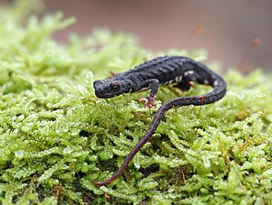 Northern spectacled salamander (Salamandrina perspicillata).jpg