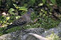 * Nomination Oriental Turtle-Dove in Uttarakhand. By User:PJeganathan --Shankar Raman 14:52, 3 July 2017 (UTC) * Decline Too dark and not sharp enough. Charlesjsharp 16:51, 3 July 2017 (UTC)