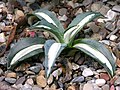 Agave americana cv. 'Mediopicta Alba'