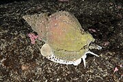 Buccinum undatum off Oanes, Norway