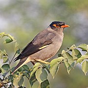 The bank myna is indigenous to the Indian subcontinent.