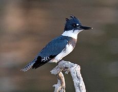 Belted Kingfisher.jpg