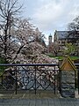 Blossom at the Registry Building. September 2021