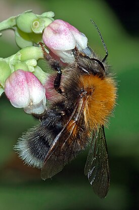 Kartanokimalainen (Bombus hypnorum)