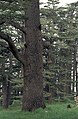 'Cedars of God', Lebanon