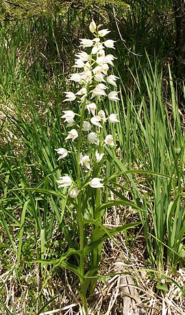 Sværd-skovlilje (Cephalanthera longifolia)