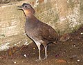 Brazilinis tinamas (Crypturellus strigulosus)