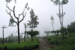 Tea plantations near Haputale, Uva