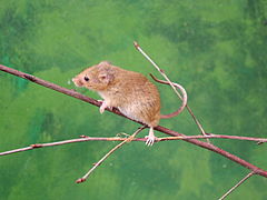 Harvest mouse.jpg