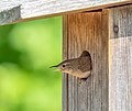 Image 33House wren doing its best eel impression guarding its nestbox.