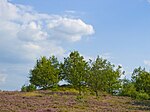 Fürstengrab på Lüneburger Heide vid Haverbeck.