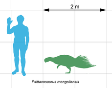 Psittacosaurs-scale.png