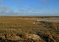 Sandsalzwiese vor Sankt Peter-Ording