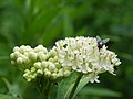 Fly feeding on 'Ice Ballet' flowers