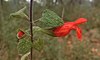 Salvia oaxacana