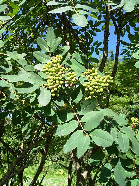 File:Sorbus sitchensis2.jpg