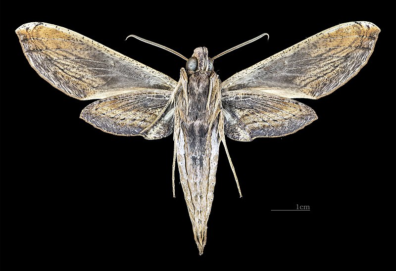 File:Xylophanes media MHNT CUT 2010 0 143 La Escalera Venezuela male ventral.jpg