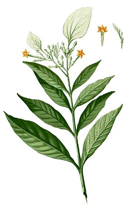 Mussaenda grandiflora у книзі Flora de Filipinas