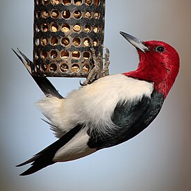 Red-headed Woodpecker