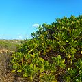 Green Plants and Bushes