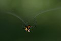 Opadometa fastigata weaving the web. See the silk coming from the spinneret glands located at the tip of the abdomen.