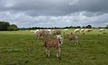 Herdo of a cattle (bos taurus) pasturing in Brest, France