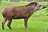 Tapirus terrestris